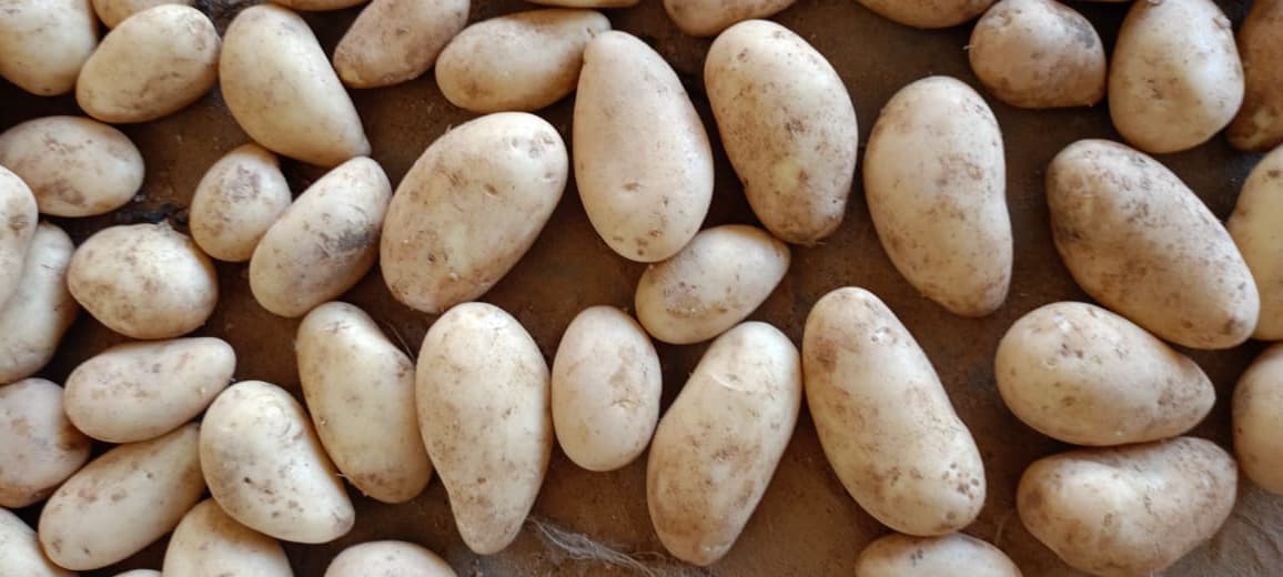 Potatoes