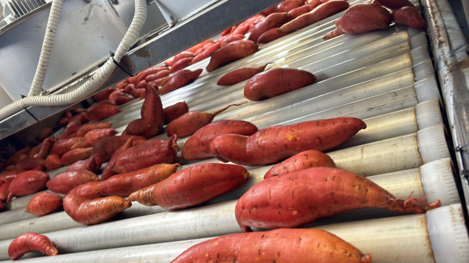 Sweet Potatoes - Vegetables