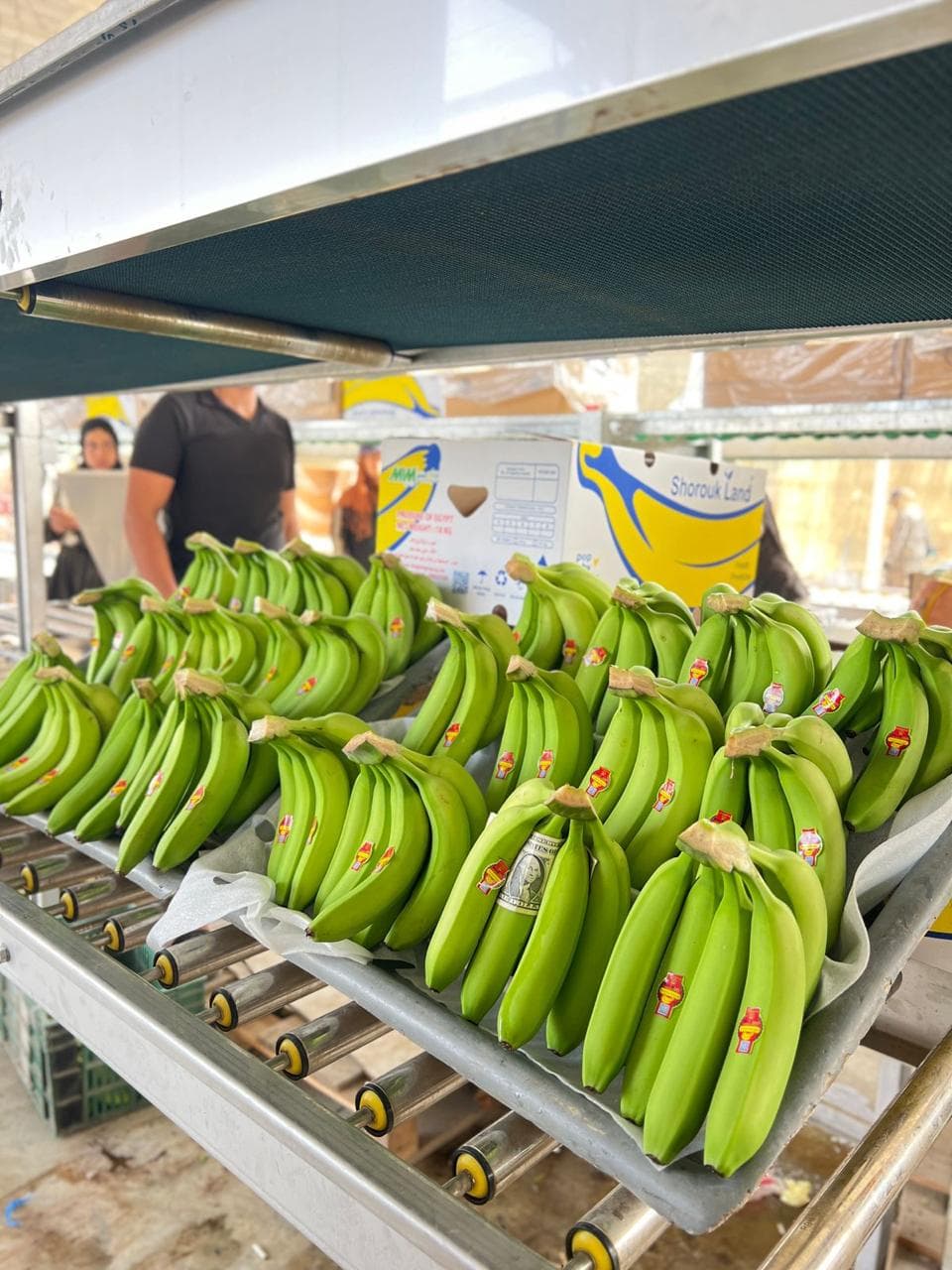 Bananas