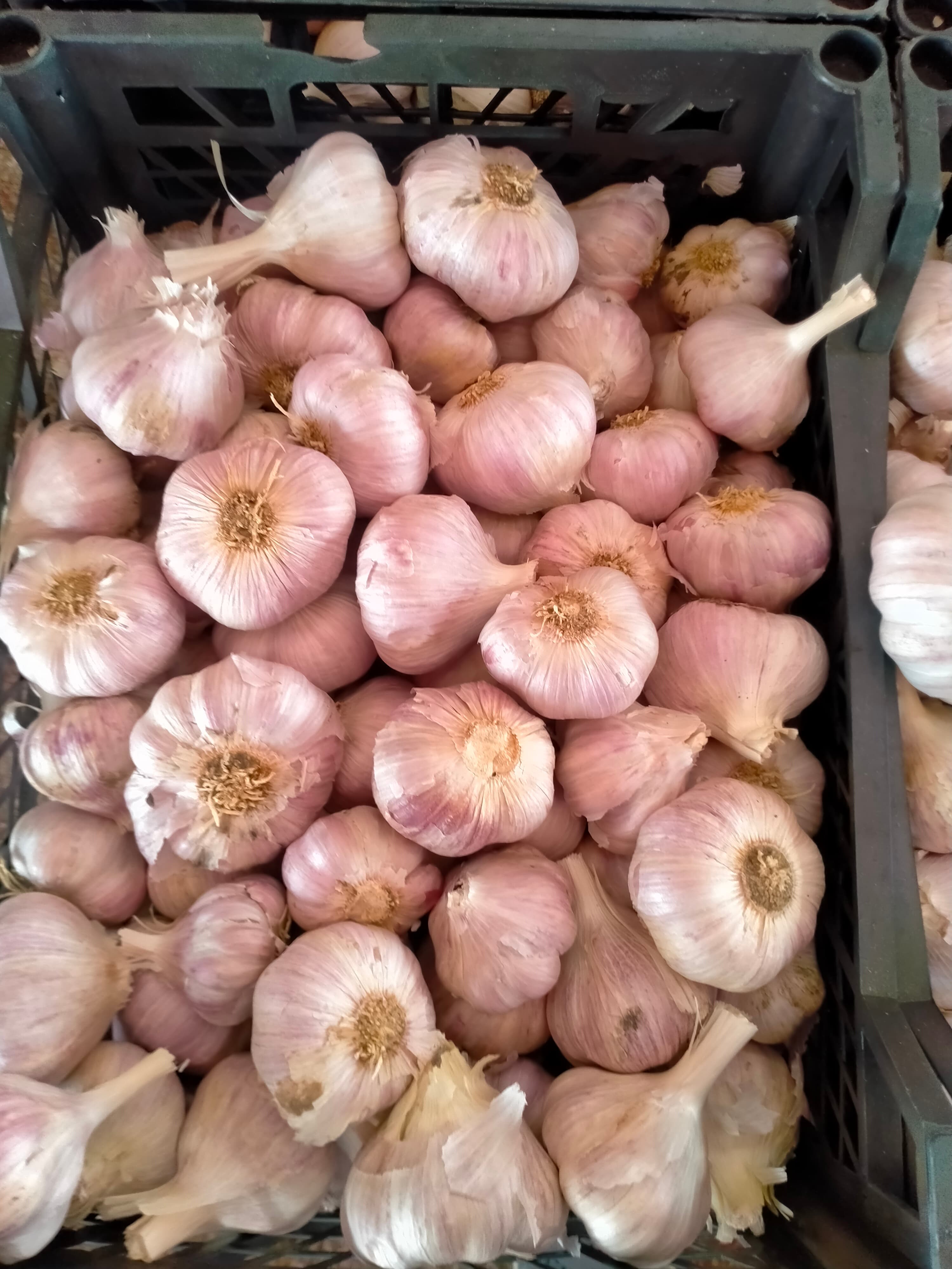 Dry Garlic - Vegetables