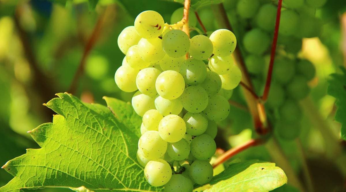 Grapes - Fruits