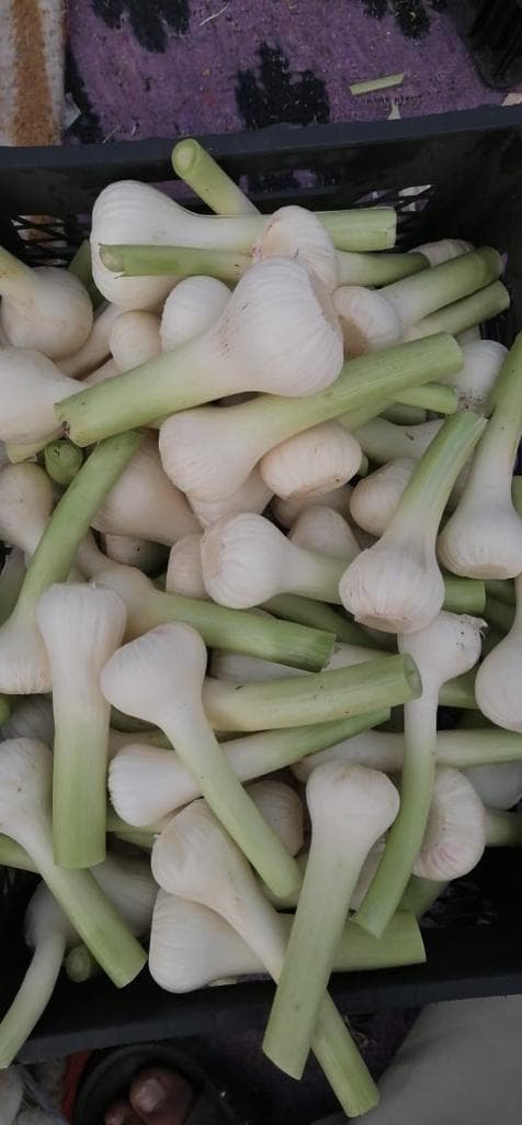 Green Garlic - Vegetables