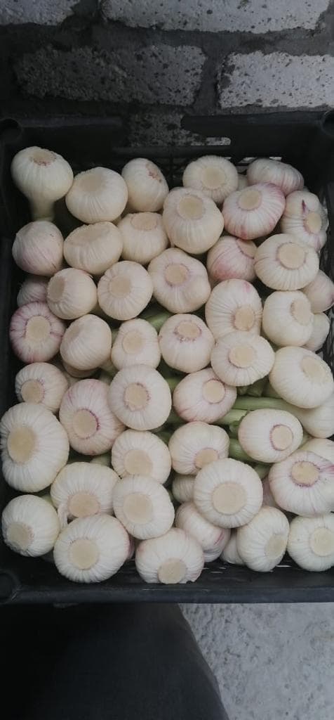 Green Garlic
