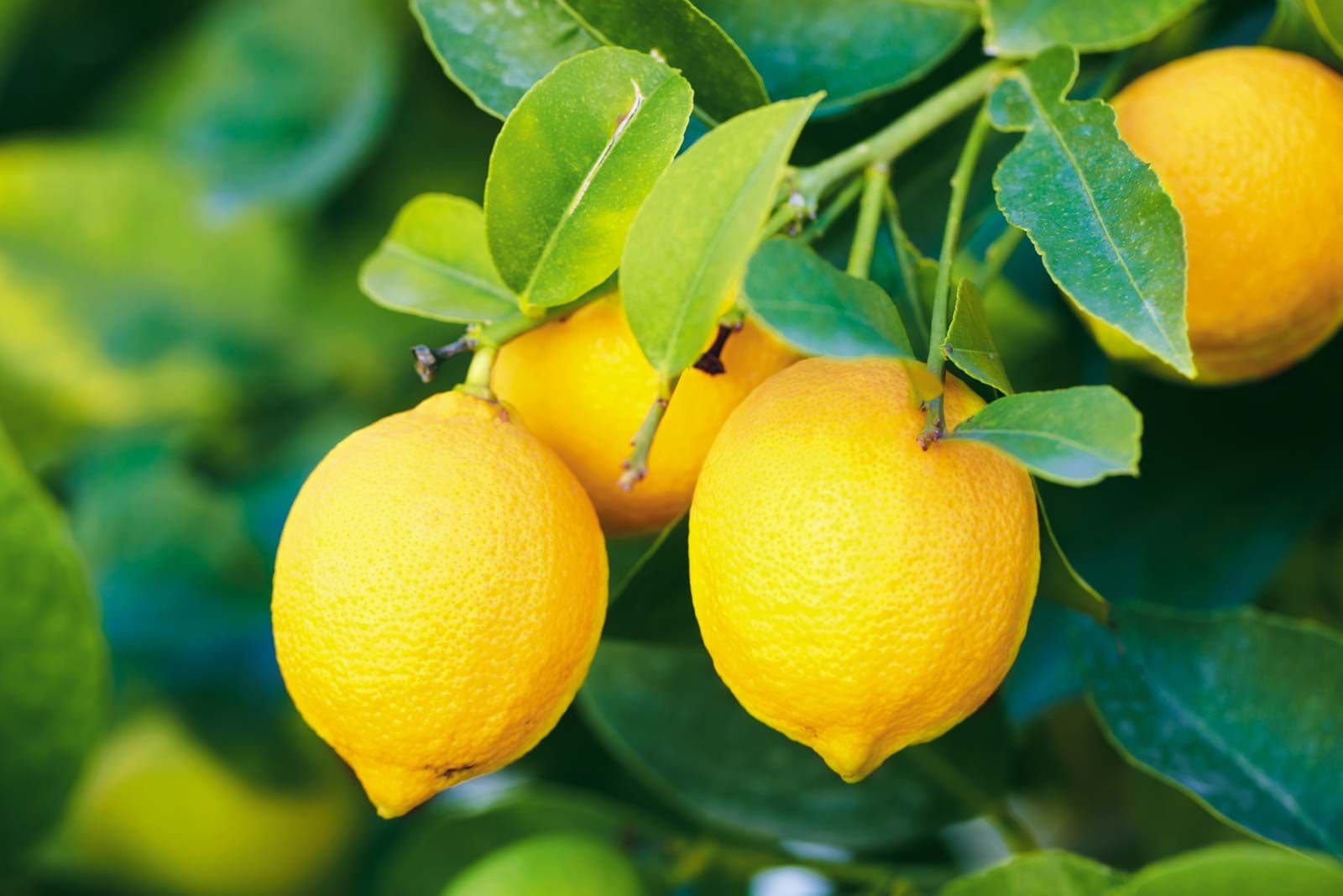 Lemons - Fruits
