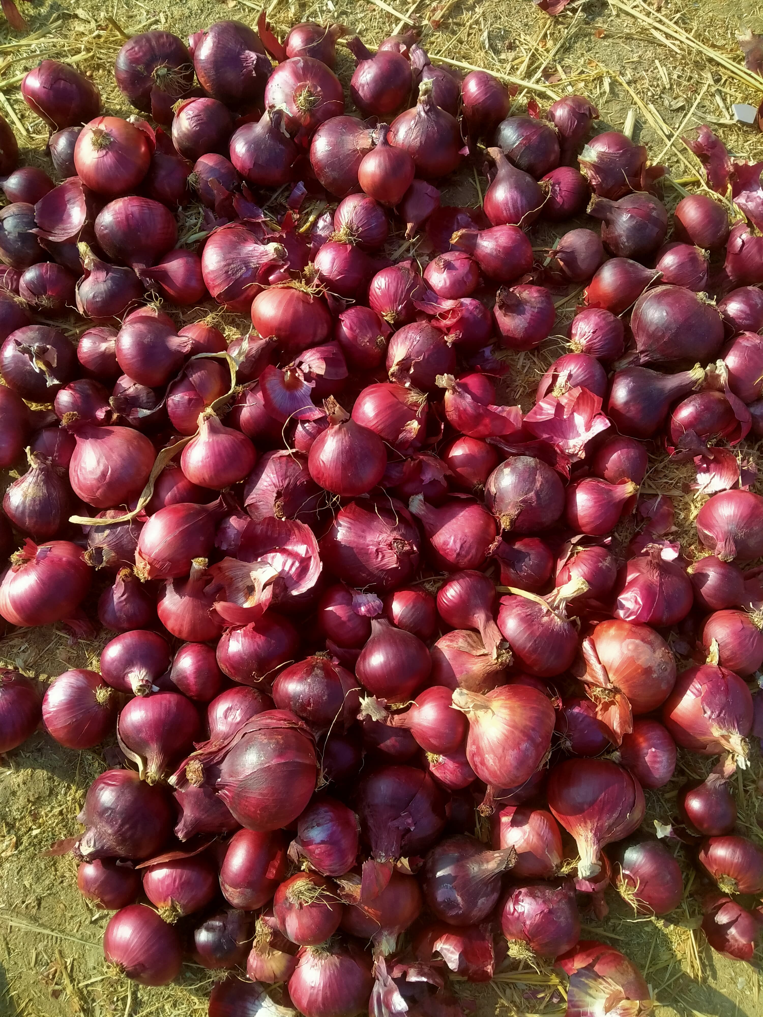 Red Onions