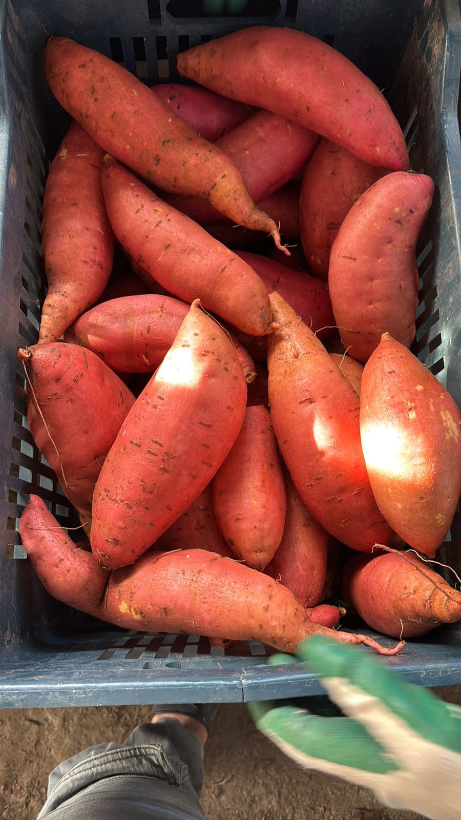 Sweet Potatoes