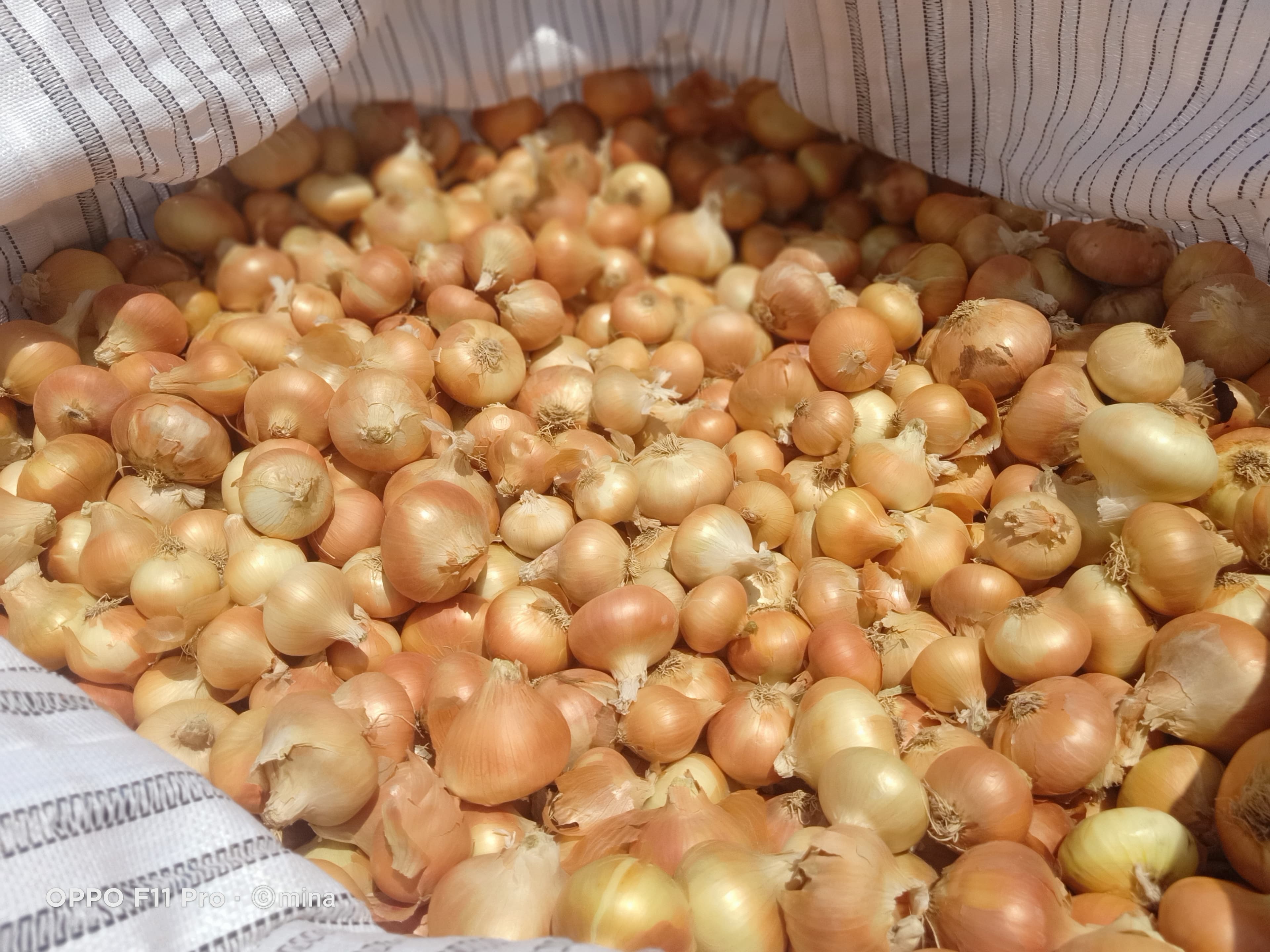 Yellow Onions